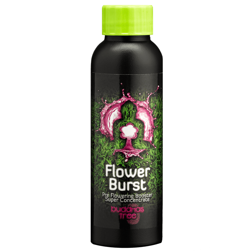 Buddhas Tree Flower Burst 100ml: Early Flowering Stimulant for Explosive Blooms