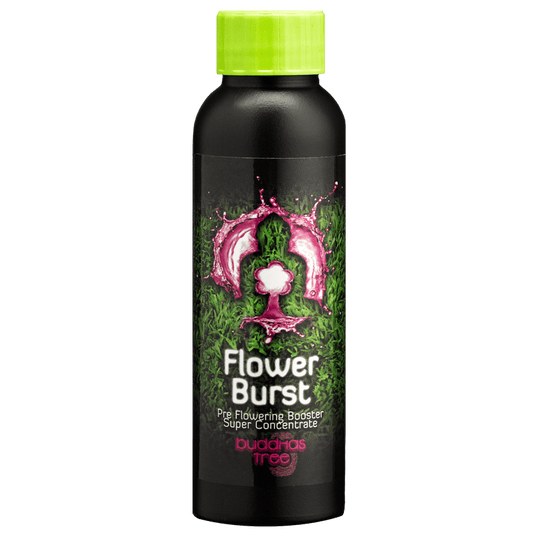 Buddhas Tree Flower Burst 100ml: Early Flowering Stimulant for Explosive Blooms