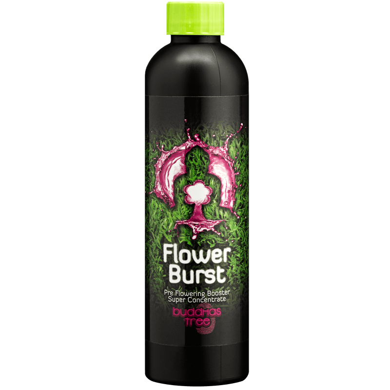 Buddhas Tree Flower Burst 250ml: Advanced Early Flowering Stimulant for Explosive Bloom