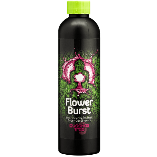 Buddhas Tree Flower Burst 250ml: Advanced Pre-Flowering Bloom Booster for Explosive Growth
