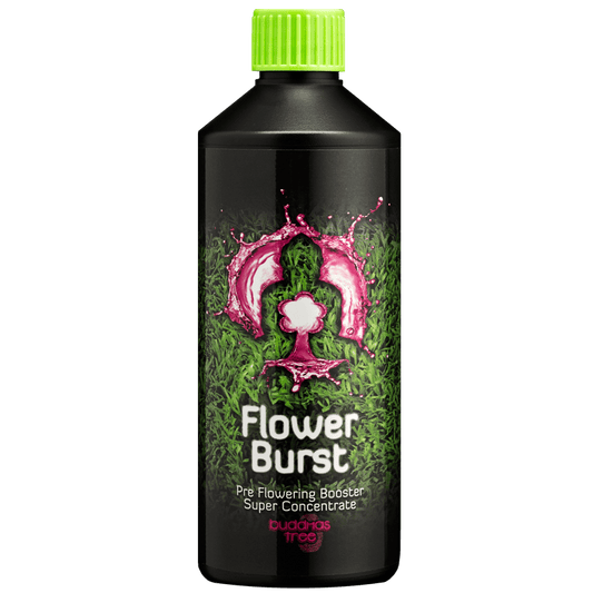 Buddhas Tree Flower Burst 500ml Early Flowering Nutrient Supplement for Explosive Bloom